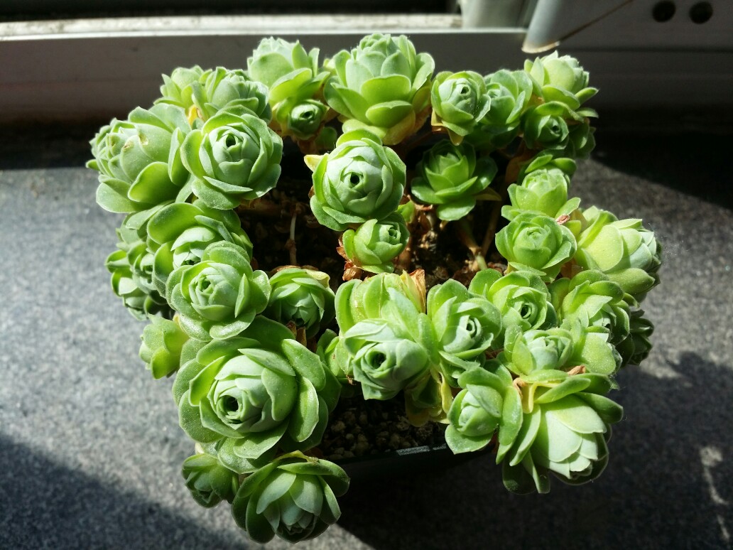 曾经很贵后面沦为普货的多肉,盘点贵到离谱的天价商品