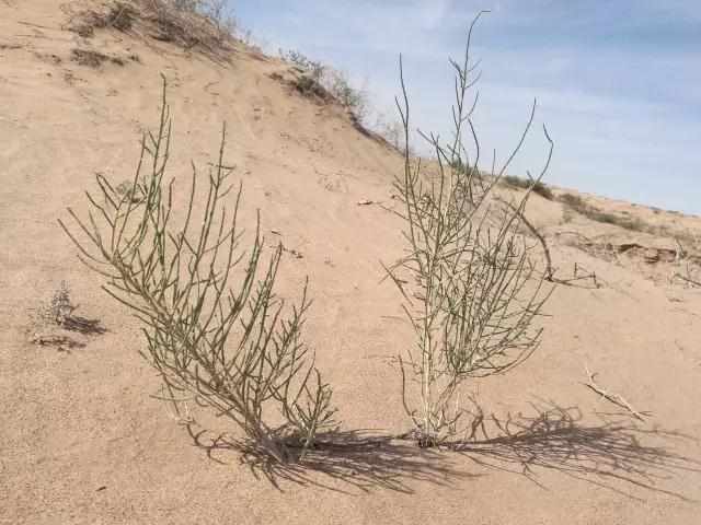 偷能量的树苗,偷能量种树