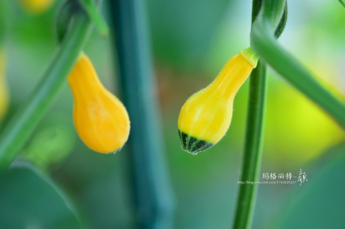 植物美图笔记~各种瓜（葫芦科植物）