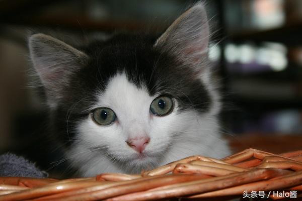 双层猫砂盆适合布偶猫,什么样的封闭式猫砂盆最好用