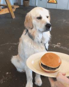 狗狗不爱吃饭的原因及处理方法,狗狗不爱吃饭怎么办吃什么药