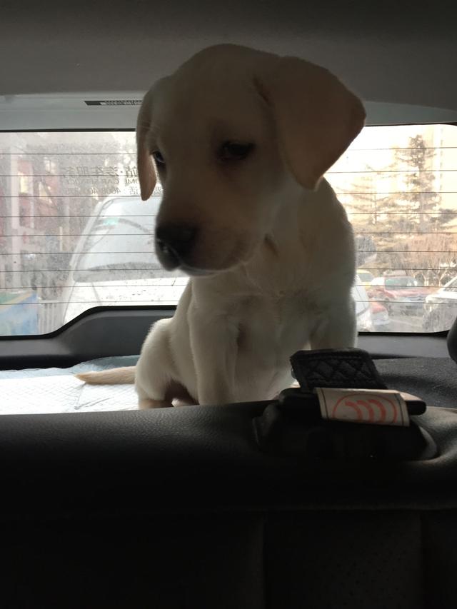 2个月大的拉布拉多晚上睡觉抽搐,拉布拉多犬晚上呜呜叫跟哭一样