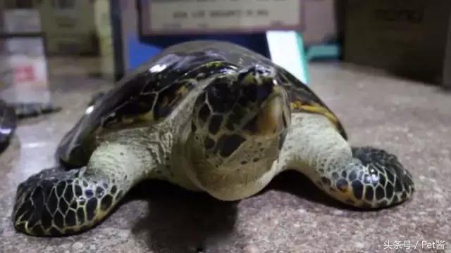 玳瑁壳跟乌龟壳是一样的吗,玳瑁是海龟的壳吗