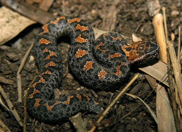 在山里被毒蛇咬了怎么处理,被毒蛇咬了最有效的自救方法