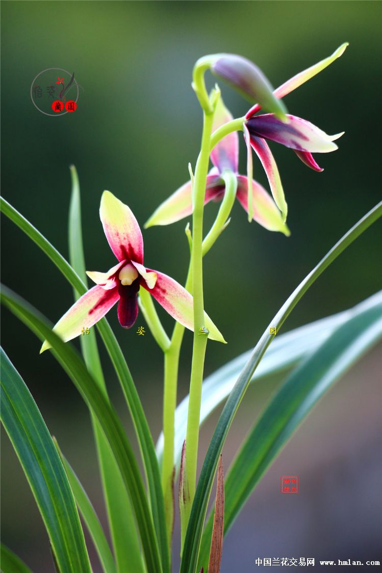 精美四季兰赤诚峨眉晨光花开2017！请欣赏！