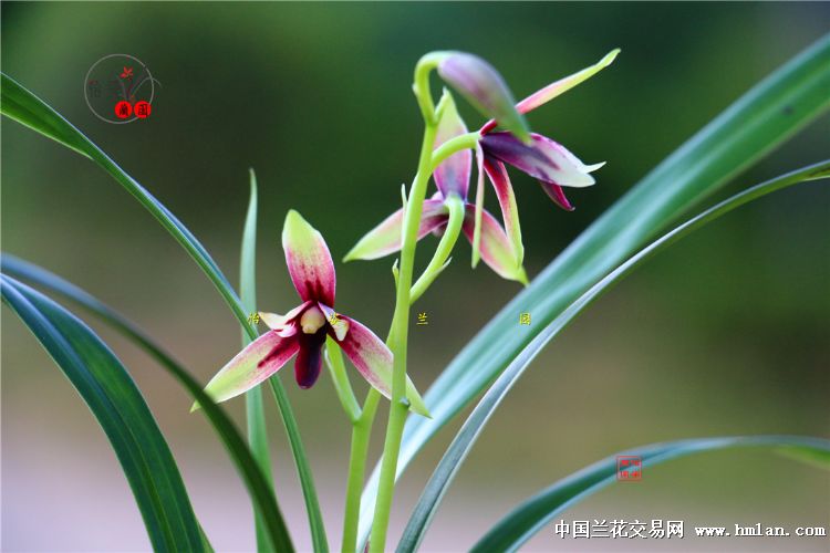 精美四季兰赤诚峨眉晨光花开2017！请欣赏！