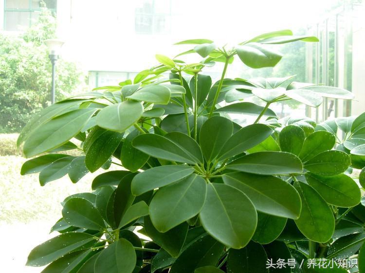 绿萝净化甲醛测评,绿萝吊兰去甲醛测评