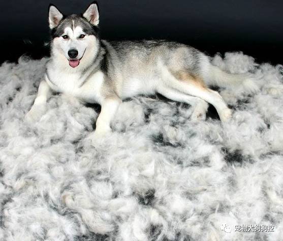 狗狗掉毛是怎么回事进来看看就知道