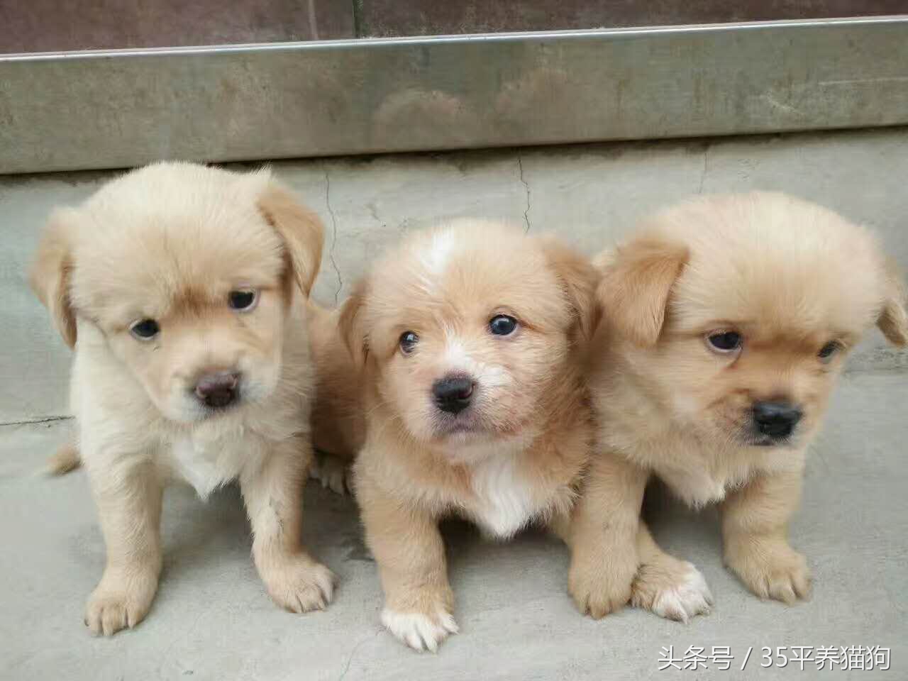 我和我的狗子们：养狗人的心醉幸福二三事儿