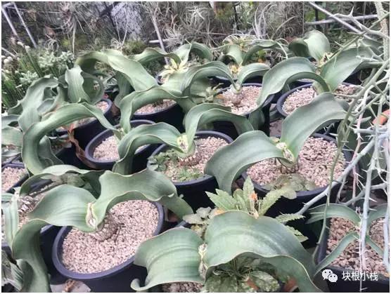 泰国多肉展会,仙人掌与多肉植物新品集粹