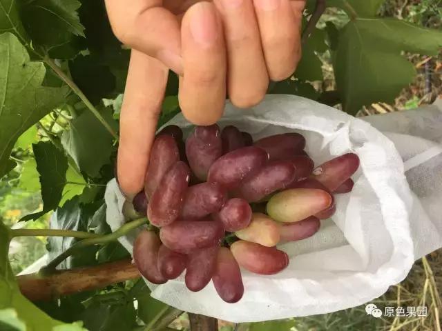 今年的葡萄没有去年甜,各品种不一样的葡萄