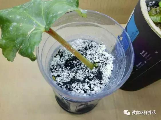 海棠到冬天叶片都掉光了,海棠到夏天就落叶