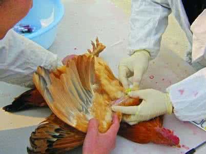 排排坐公开课完整版,排排坐公开课