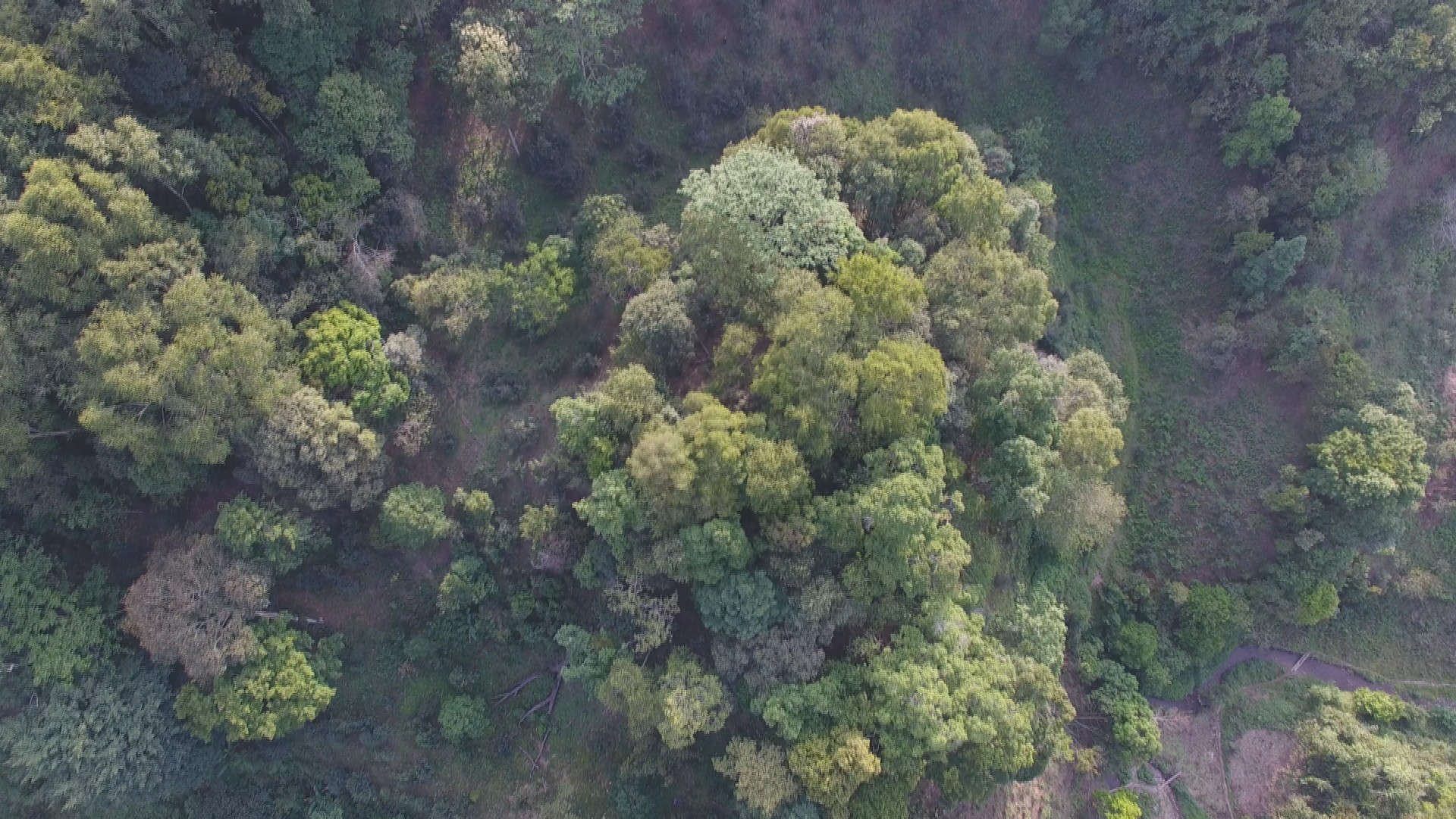 无量山小茶砖,野生大叶普洱茶砖