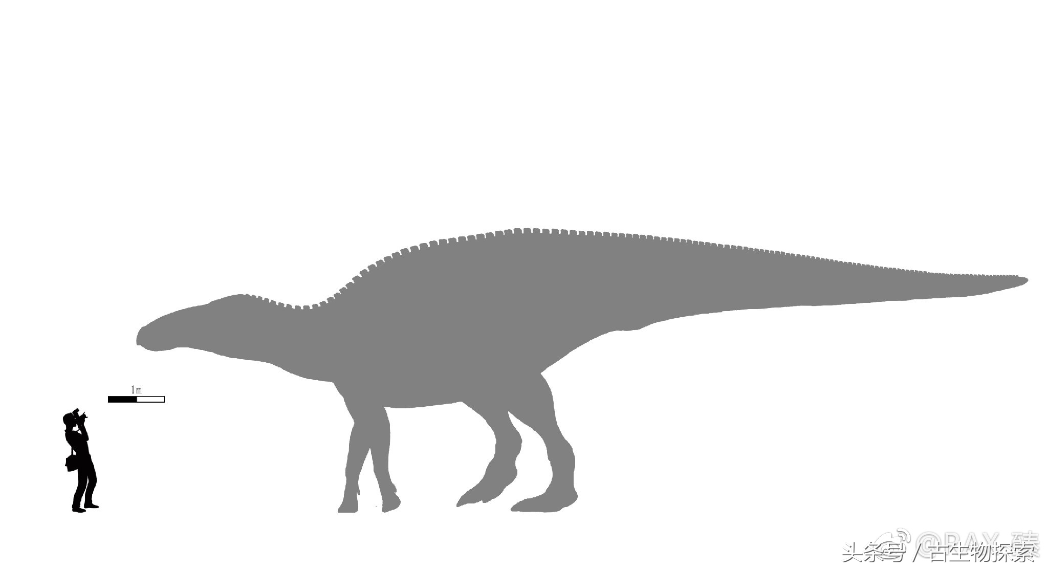 白垩纪的超级鸭嘴龙类，比霸王龙还要大！