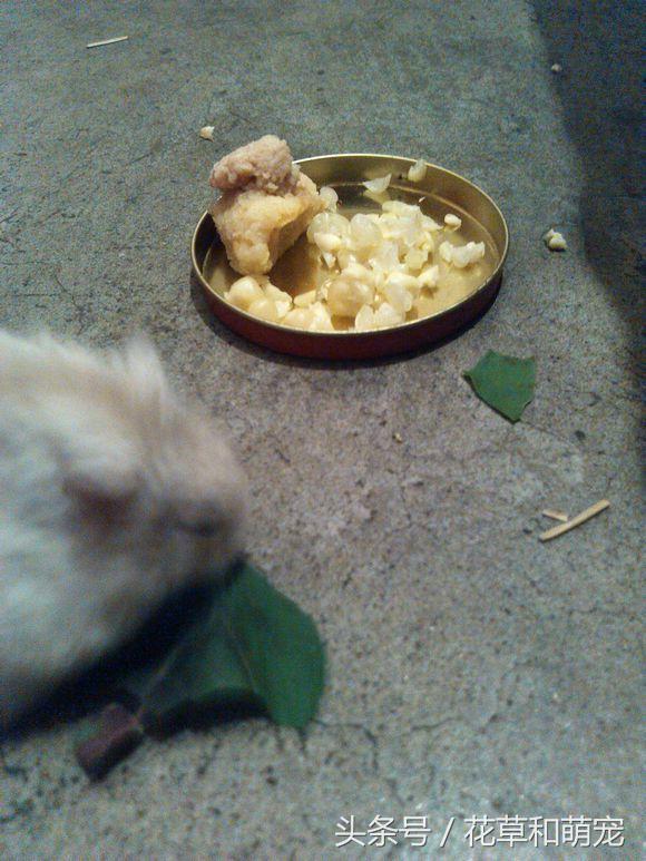 仓鼠在家自由活动，主人突然发现脚下有个软东西，这下悲剧了