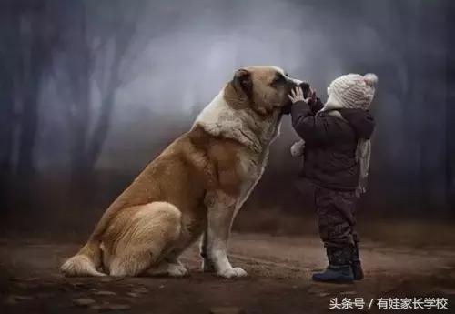 狗狗中暑缓解后还有危险吗,狗狗也会情绪低落吗