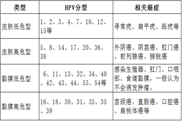 我忠贞一人，却发现自己感染了HPV，是不是伴侣在外头有人了？