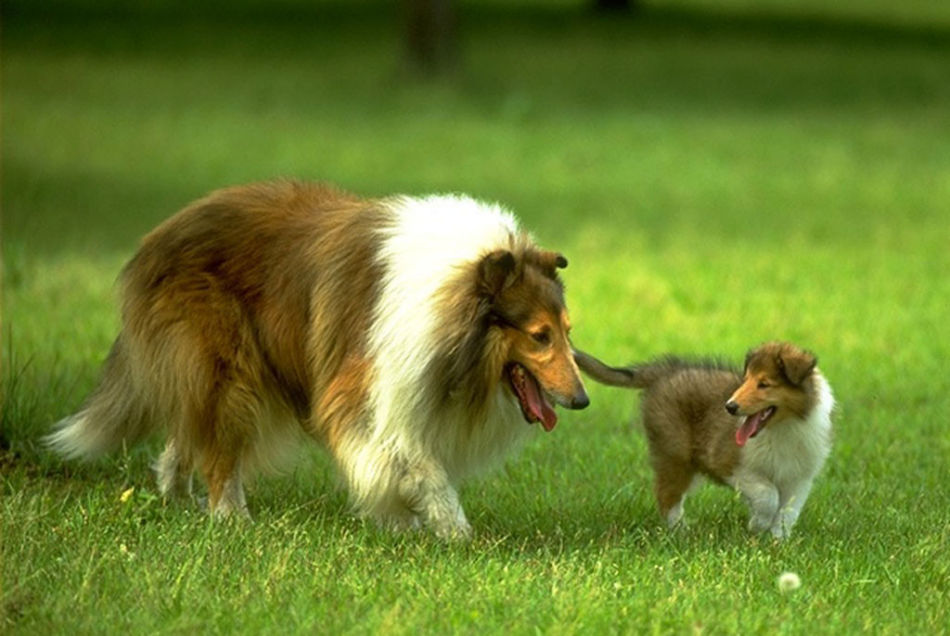 世界名犬排名前十名哪种最易训,十种名犬图及特色介绍