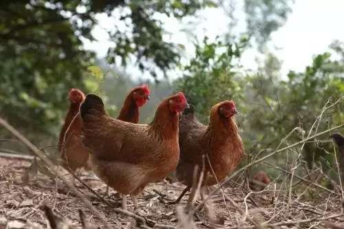 清远脆皮鸡煲石锅鱼,清远好吃的炭火鸡煲