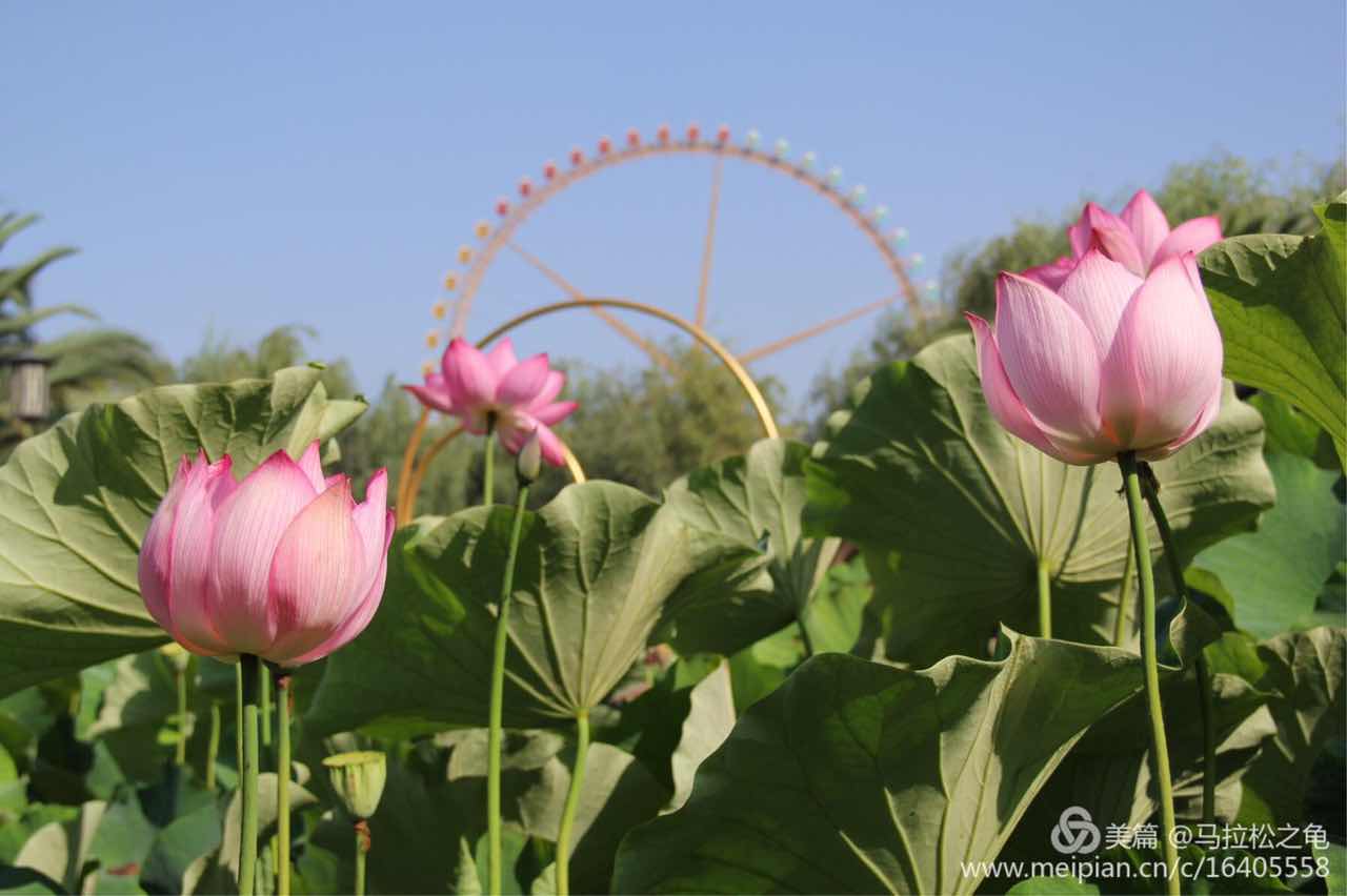 生活精辟格言,生活哲理句子精辟说说