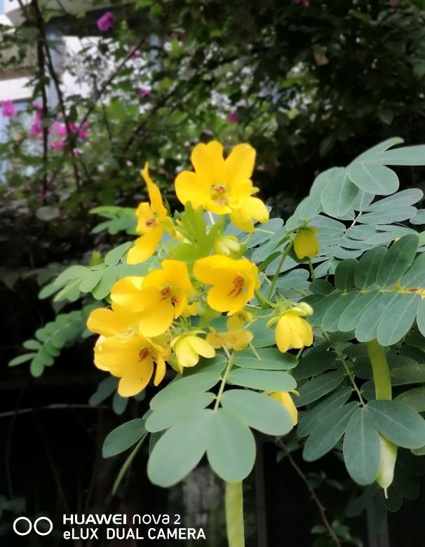 华为nova2拍照效果,华为nova2评测