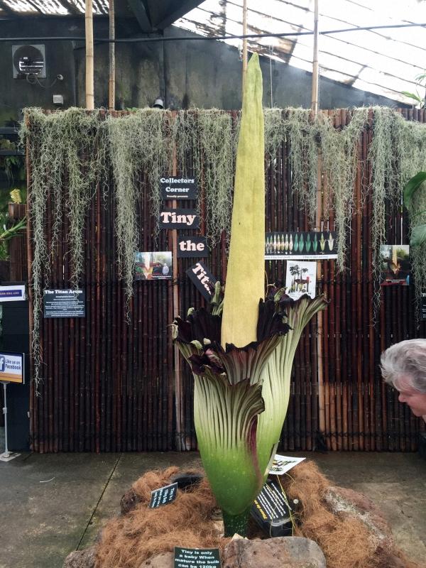 多肉植物澳大利亚墨尔本,墨尔本多肉