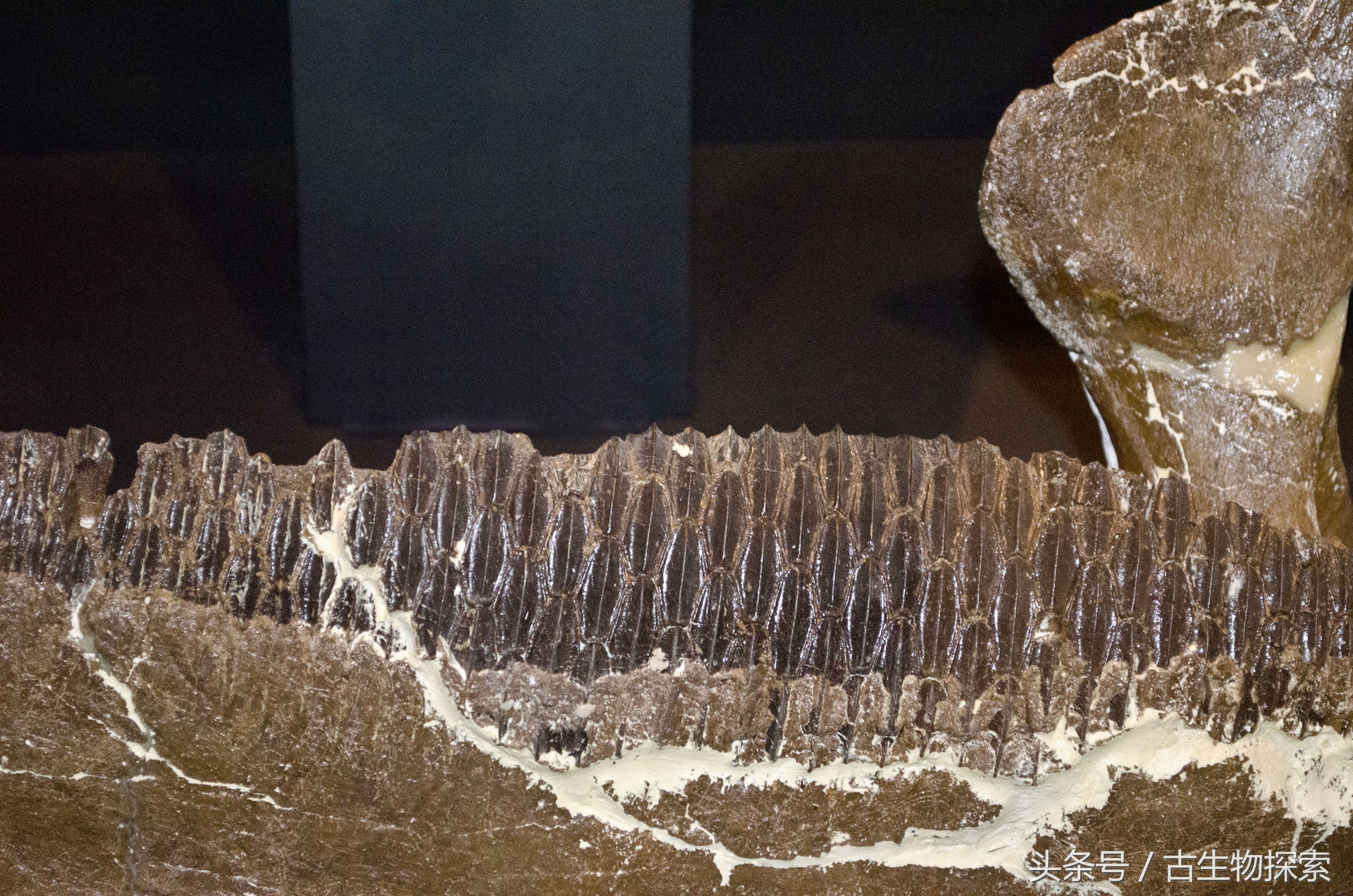 白垩纪的五大暴龙,白垩纪霸王龙是最强吗