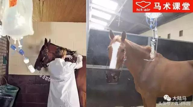 马生病怎么办最有效,马生病并发症
