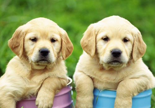 狗狗吃了驱虫药拉稀了怎么回事,狗狗吃了驱虫药拉肚子怎么办