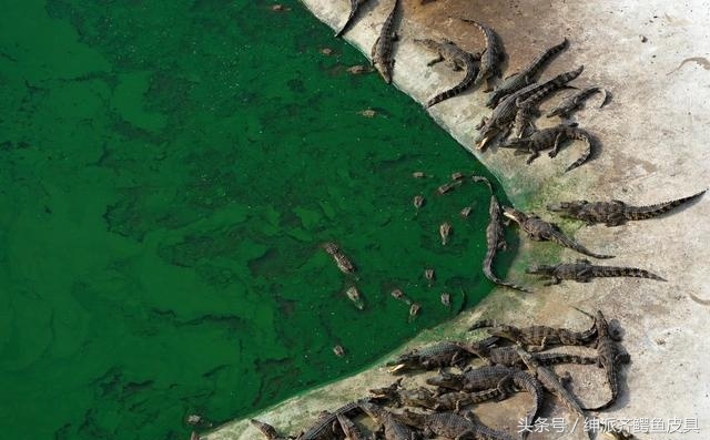 泰国鳄鱼皮具好用吗 (泰国的鳄鱼皮具)