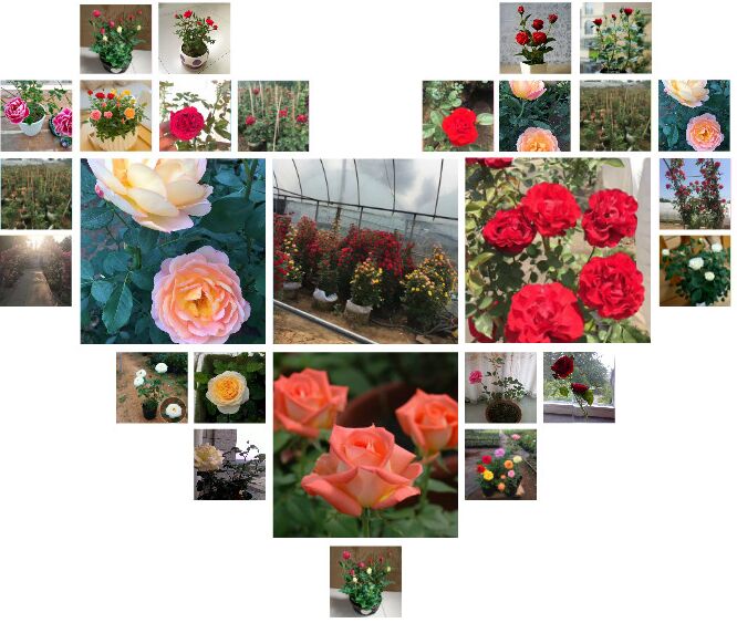 玫瑰花怎么才能养好教你一招,玫瑰花应该怎样养才是正确的