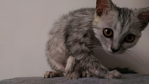 去宠物市场，1200买下只英短猫，喂养两月后，我们的噩梦开始了！