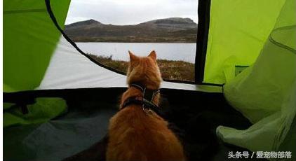 鍙互鎷夐洩姗囩殑鐚挭,浼氭媺闆﹪鐨勭尗