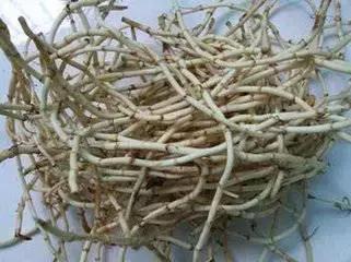 君若识草草为宝——话不尽这神奇的民间草药!