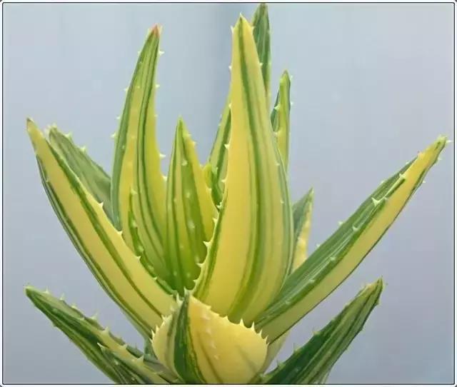 如何在家自制芦荟面膜,生活小妙招用芦荟胶做面膜