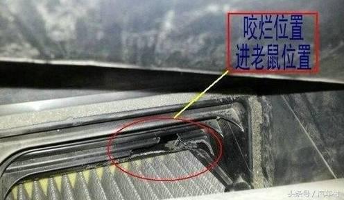 爱车被动物入侵怎么办,爱车被狗咬坏怎么办