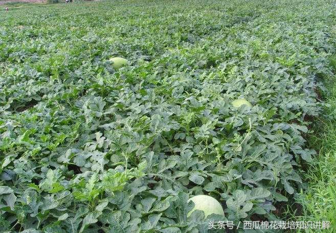 西瓜用什么肥料增产最快,西瓜控制旺长用什么药比较好