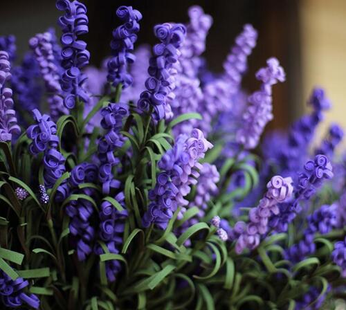 如何养护清新百搭的薰衣草小盆栽,盆栽薰衣草枯萎了怎么救活呢图片