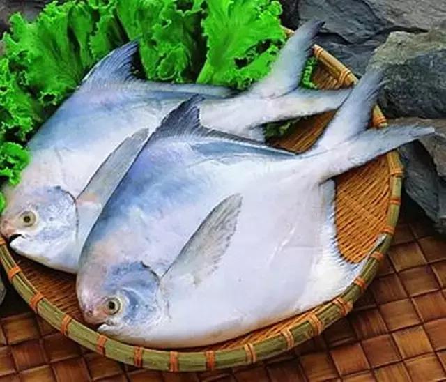 《一啸渔乐》常见的海鱼你认识多少？