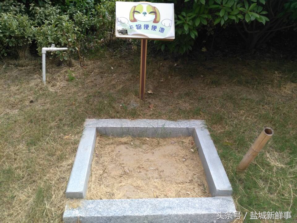 小区遛狗狗狗屎怎么处理,小区内有人遛狗怎么处理