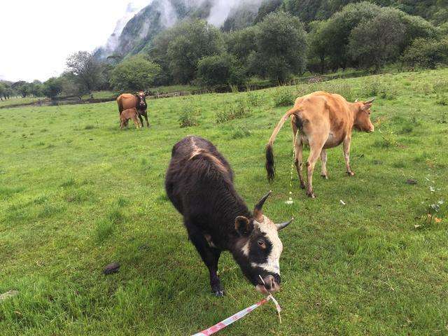 四姑娘山高山草甸,四姑娘山雪山草甸