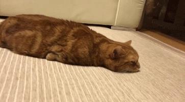 这对短腿兄妹猫，我可以在地上趴着看一整天