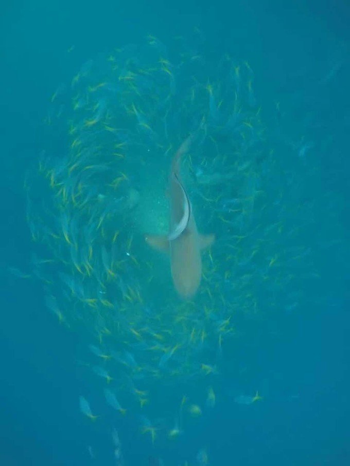 看鲨鱼，玩泥巴，看男人穿婚纱，带你看不一样的帕劳