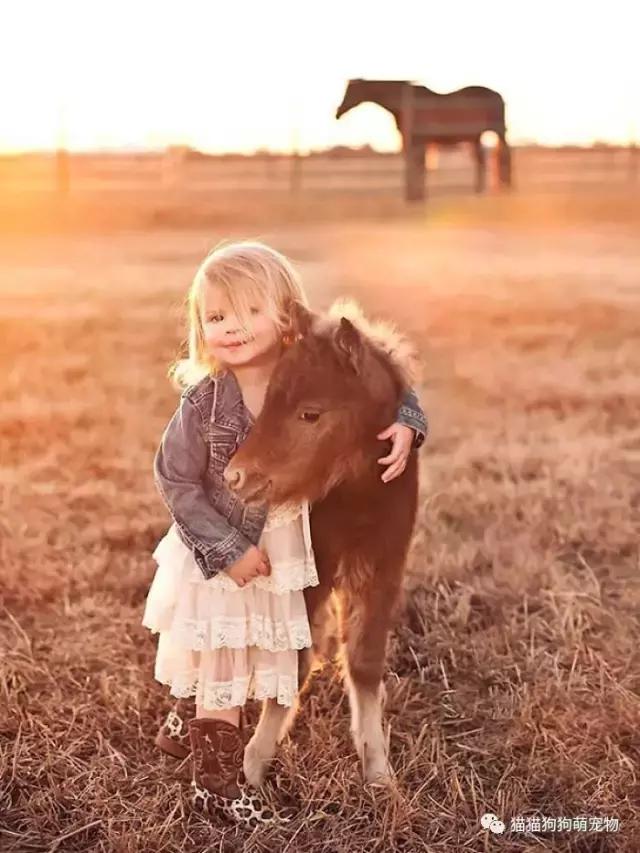 微型迷你小矮马,迷你马可爱的视频