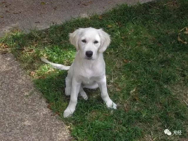 金毛寻回犬基本特征,金毛寻回犬的日常