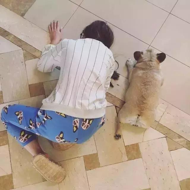 一梦谈狗：听说你喜欢法国斗牛犬，那你了解它么？