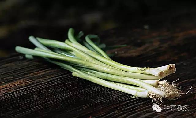 阳台种菜的土没有营养了怎么办,种子种菜阳台教程