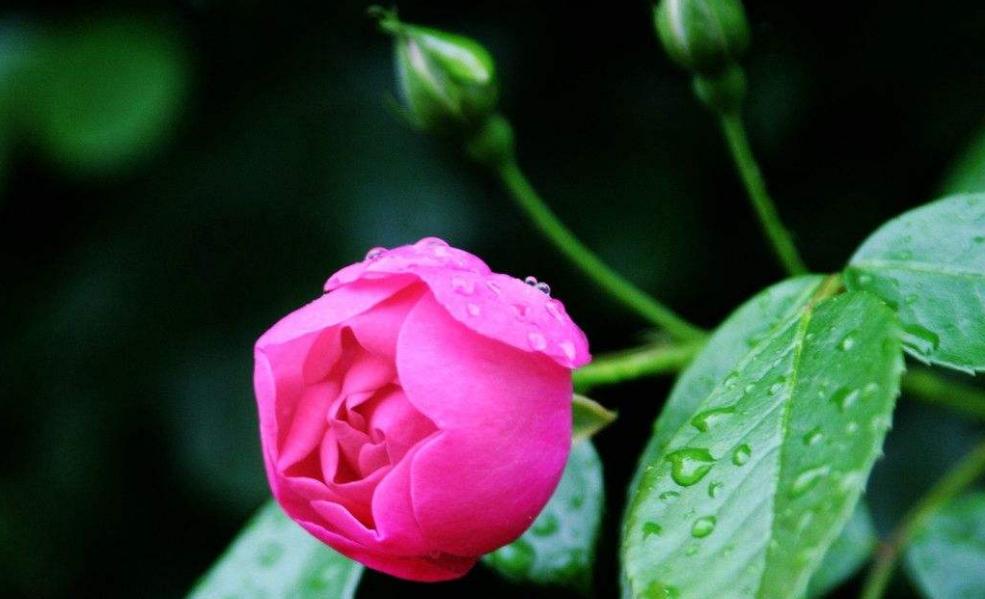 南方最美的十大名花,十大名花代表的城市