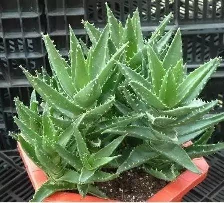 如何在家自制芦荟面膜,生活小妙招用芦荟胶做面膜